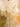 Embroidered Cambric Suit - IUS-EWTKE24-81058-3P